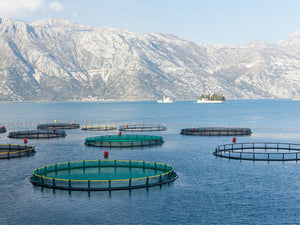 Reduce Your Carbon Footprint With Fish Farming