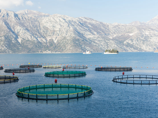 Reduce Your Carbon Footprint With Fish Farming - Seafood Crate