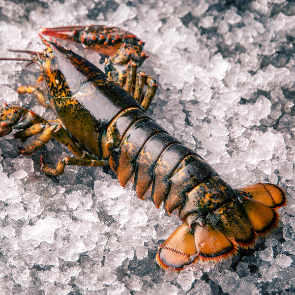 Frozen Canadian Lobster Tails