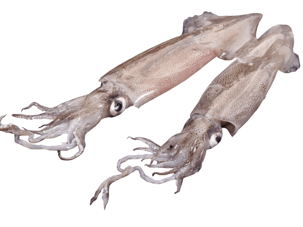 Whole Squid*